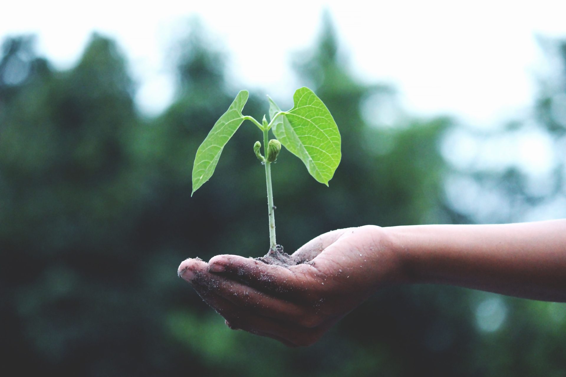 Eco-Harmony Living Guide